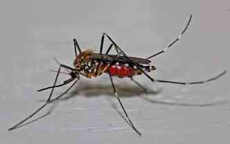 O macho estril do Aedes aegypti far com que a populao de fmeas, que so as responsveis pela contaminao por zika, dengue e chikungunya, diminua(foto: Saude.ccm.net/Reproduo)