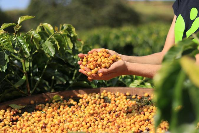 Fundada em 2010, a Bioma Caf  referncia na produo de cafs especiais, acumulando 38 premiaes nacionais e internacionais somente em 2024 (foto: Divulgao Bioma Caf/Mariana Lopes)