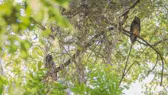 As corujas mocho-diabo, avistadas pela primeira vez no parque estadual Serra Verde, medem em torno de 40 cm e pesam aproximadamente 650 g(foto: Moiss Lima/Divulgao)