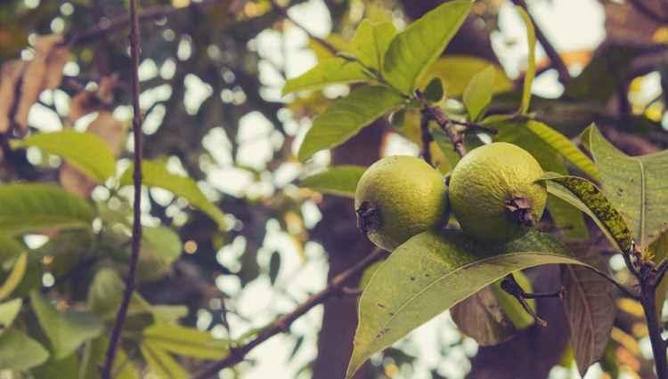 Pixabay Pixabay