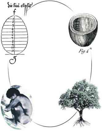 Ilustrao mostra como seria o 'ciclo da vida' aps o enterro, usando o Capsula Mundi: da semente com o 'embrio' (cadver), surge uma rvore(foto: Capsulamundi.it/Reproduo)