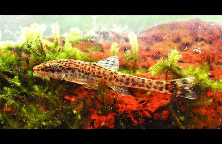 Journal of Fish Biology/Reprodução Journal of Fish Biology/Reprodução
