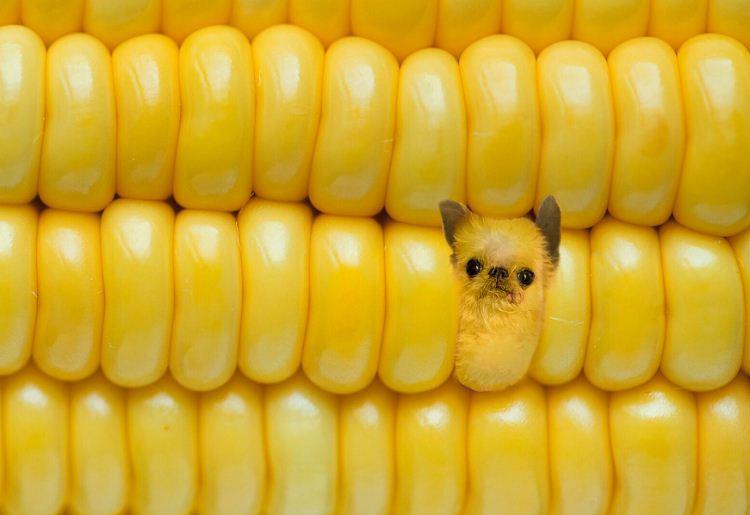 Instagram/dogs_infood/Reprodução Instagram/dogs_infood/Reprodução