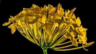 Muitas plantas que parecem inofensivas, podem levar at  morte em caso de ingesto(foto: Pixabay)
