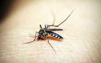 Segundo a presidente da Fundao Oswaldo Cruz, a Fiocruz, acabar com o mosquito Aedes aegypti  