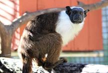 Zoolgico de BH abriga pela primeira vez o sauim-de-coleira