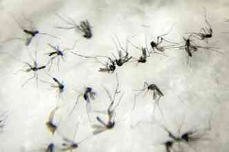 Apesar de no existir estudo sobre o tema, consultor da Fiocruz diz que h evidncia da baixa incidncia de febre amarela nas regies que sofreram epidemia de dengue(foto: Agncia Brasil/Divulgao)
