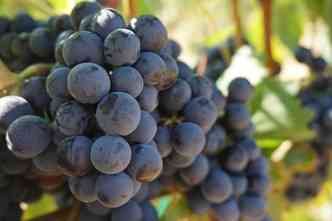 A uva  uma fruta rica em resveratrol, substncia que, segundo estudo da UFRJ, pode ajudar na preveno do cncer(foto: Pixabay)