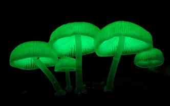 Os cogumelos da espcie Mycena chlorophos, capturados pela lente do australiano Steve Axford, parecem at fosforescentes, devido  cor vibrante que possuem(foto: Steveaxford.smugmug.com/Reproduo)