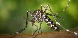 Segundo o estudo da Fiocruz, em conjunto com o Instituto Pasteur, todas as espcies do Aedes so perigosas e devem ser combatidas(foto: Pixabay)