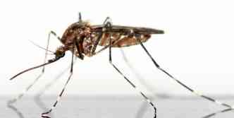Segundo estudo preliminar realizado na Paraba com mes que foram infectadas pelo zika vrus, e com bebs que tiveram microcefalia, risco est no 1 trimestre de gestao(foto: Pixabay)