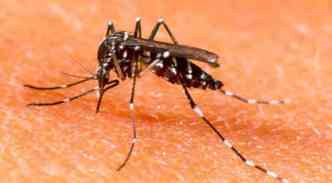 Como os sintomas da febre zika, transmitida pelo Aedes aegypti, no so to srios, o infectado que mora em So Paulo j est curado(foto: Ipam.com.br/Reproduo)