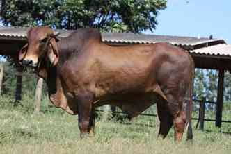 O touro Jivago, da Epamig, ficou em 12 lugar do ranking nacional da ABCGIL e da Embrapa, concorrendo num grupo de 40 animais(foto: Epamig/Divulgao)