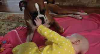 Vdeo no YouTube mostra momento fofo de um beb brincando com um co boxer. A docilidade do animal, segundo os responsveis pela imagem, foi o motivo de terem escolhido essa raa(foto: YouTube/Reproduo)
