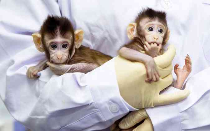 Cientistas chineses anunciaram que clonaram macacos para entender as consequncias do sono irregular(foto: Jin Liwang/Xinhua/Divulgao)