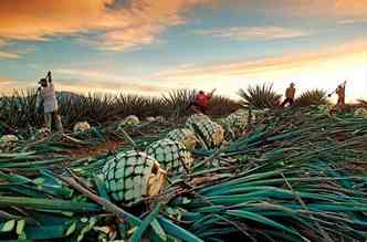 O agave-azul  usado na produo de tequila, e segundo estudos realizados no Mxico, tambm ajuda a combater a temida osteoporose(foto: Blog Noroeste Paulista/Jos Cuervo/Reproduo)