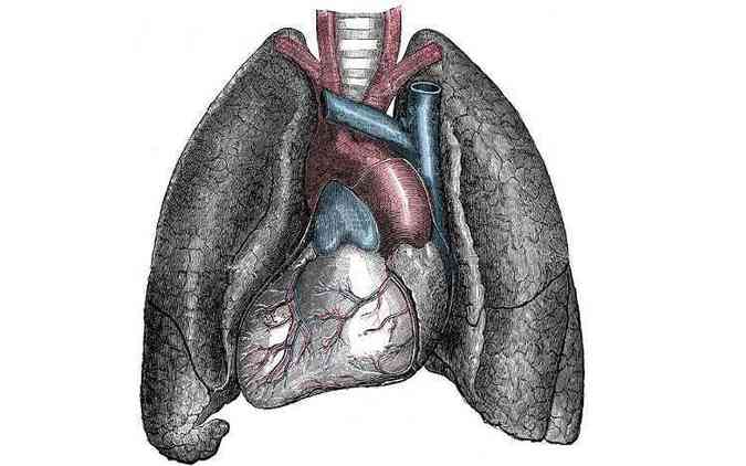 A condio chamada situs inversus faz com que rgos como corao e pulmo fiquem invertidos dentro do corpo(foto: Wikimedia/Angela/Creative COmmons/Reproduo)