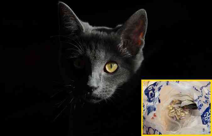 Um gato britnico virou notcia em todo o mundo depois de levar para casa uma sacola (detalhe) repleta de papelotes de cocana e crack(foto: Pixabay e Twitter/ASPAshley/Reproduo)