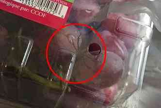 Imagine chegar em casa e na hora de lavar os cachos de uva, encontrar uma aranha viva-negra no meio deles?(foto: Ariel Jackson/Abcnews.go.com/Reproduo)