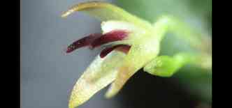 A pequena Anathalis manausesis, que tem a flor medindo apenas 3 mm,  considerada uma micro-orqudea(foto: Jefferson Jos Valsko/Inpa/Divulgao)