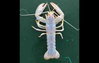 As chances de pescar uma lagosta branca como essa so de uma em 100 milhes, segundo o portal canadense Global News(foto: Pressherald.com/Mike Billings/Reproduo)