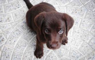 Quem nunca presenciou um cãozinho fazendo xixi de tanta alegria ao ver o dono ou uma visita?(foto: Pixabay) Quem nunca presenciou um cãozinho fazendo xixi de tanta alegria ao ver o dono ou uma visita?(foto: Pixabay)