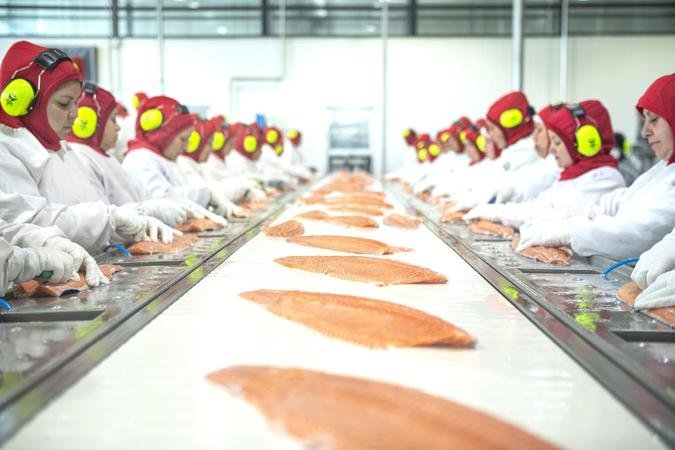 Nas Plantas de Processamento, os peixes chegam vivos e, em menos de seis horas, est�o prontos para serem exportados (foto: AquaChile/Divulga��o )