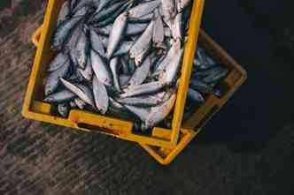Muitos peixes apreciados pelos brasileiros, como salmo, sardinha e pescada, contm metais pesados que, se ingeridos em grande quantidade, podem causar danos ao organismo(foto: Pexels)