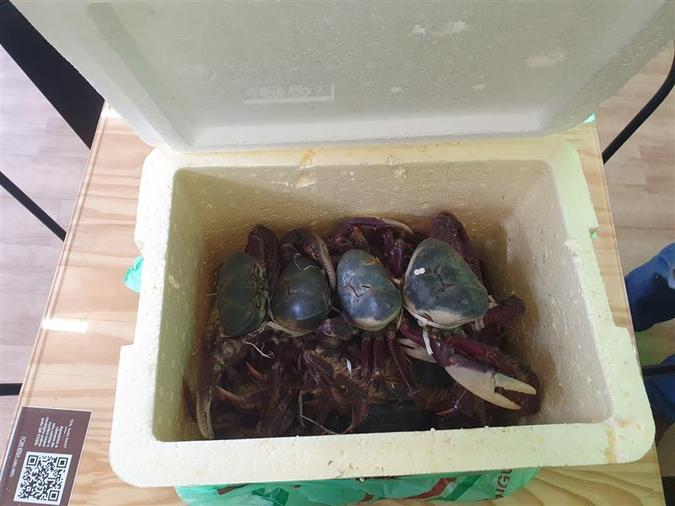 Outros animais também já foram encontrados sendo transportados de forma ilegal(foto: BH Airport/Divulgação) Outros animais também já foram encontrados sendo transportados de forma ilegal(foto: BH Airport/Divulgação)