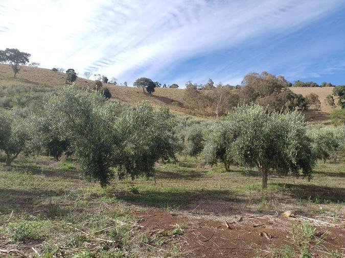 Olival do Azeite Alto da Serra, no munic�pio de Cristina (foto: Azeite Alto da Serra / Divulga��o)