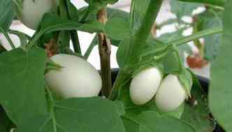 A 'planta ovo' no recebeu esse nome  toa. Alm da aparncia extica, ela no  comestvel, sendo muito usada no paisagismo(foto: Divulgao)