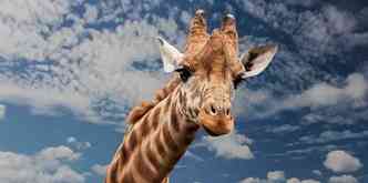 Ao gravarem mil horas de udio em zoolgicos da Europa, cientistas descobriram que girafas sussurram  noite(foto: Pixabay)