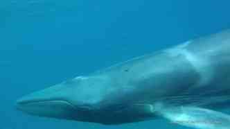 A rarssima baleia omura mede no mximo 11,5 m, e, pela primeira vez na histria, seu avistamento  registrado em imagens(foto: YouTube/Reproduo)