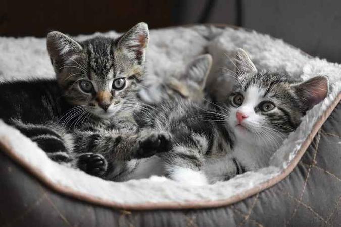 Casinhas ou camas quentinhas e com tecidos que contribuem para o aquecimento são as melhores opções para proteger os animais(foto: Pixabay) Casinhas ou camas quentinhas e com tecidos que contribuem para o aquecimento são as melhores opções para proteger os animais(foto: Pixabay)