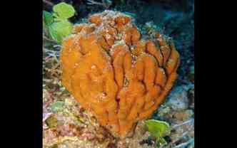 A esponja marinha Geodia corticostylifera, comum no litoral brasileiro, possui um composto que evita a metstase, especialmente a relacionada ao cncer de mama(foto: Spongeguide.org/Reproduo)