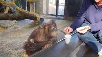 O orangotango assiste atentamente ao truque de mgica, e quando v que a fruta sumiu de dentro do copo, no resiste, e 'cai na gargalhada'(foto: YouTube/Reproduo)