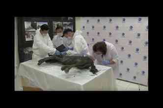 Cientistas russos e sul-coreanos esto preparando a clonagem de um cavalo congelado de 40 mil anos para, futuramente, trazerem  vida um mamute(foto: YouTube/Reproduo)