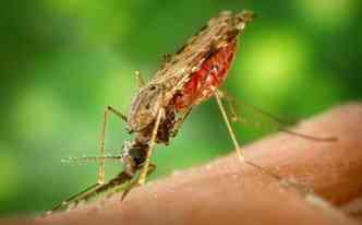 Segundo pesquisadora do Ipesq, alm da microcefalia, zika vrus pode causar reduo do crebro ou aumento do lquido enceflico(foto: Pixabay)
