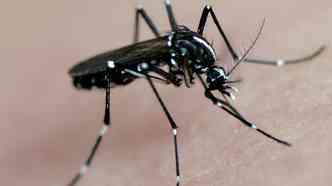 O famigerado mosquito Aedes aegypti  o responsvel pela transmisso da febre amarela nas reas urbanas, juntamente com o Aedes albopictus(foto: Visualhunt)