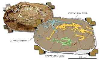 A descoberta dos fsseis mais antigos de dinossauros pescoudos se deu por acaso(foto: Centro de Apoio a Pesquisa Paleontolgica/Divulgao)
