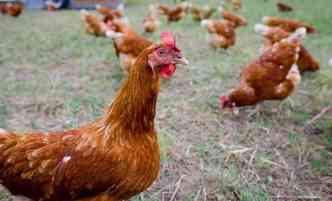 No 1 trimestre de 2017, foram abatidas 1,48 bilho de cabeas de frango, resultado 5,1% acima do registrado no 4 trimestre do ano passado, segundo o IBGE(foto: Pixabay)