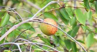 A mangabeira, rvore smbolo do estado do Sergipe, pode se tornar um patrimnio nacional, sendo vedado seu corte sem justificativa, pois isso poder acarretar em crime ambiental(foto: Pixabay)