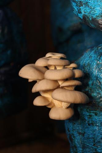 Pertencentes ao reino ao Reino Fungi, os cogumelos so tidos como aliados poderosos para quem busca uma dieta equilibrada: pobre em calorias e rico em fibras e minerais(foto: Pdua de Carvalho )