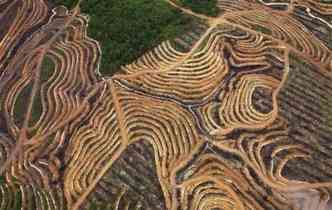 Imagem mostra rea de floresta devastada para plantao de dendezeiro, rvore de onde se extrai o leo de palma(foto: Daniel Beltra/Greenpeace/Reproduo)