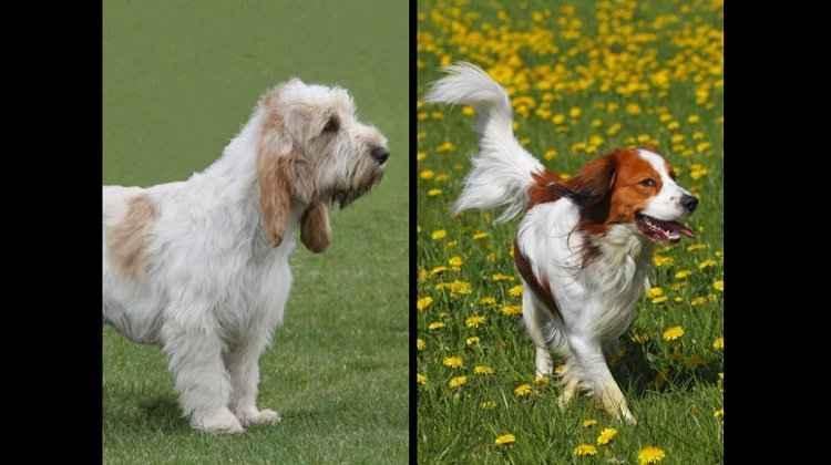 American Kennel Club/Reprodução American Kennel Club/Reprodução