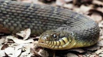A cobra d'�gua barriga amarela do centro de preserva��o da vida animal do Missouri, nos Estados Unidos, conseguiu se reproduzir duas vezes sem a ajuda de um macho(foto: Ribbonworm.deviantart.com/Reprodu��o)