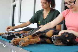 Muito usada pelas pessoas para tratar, principalmente, as dores, a acupuntura tambm ajuda os animais de estimao, sabia?(foto: Escola de Veterinria/UFMG/Divulgao)