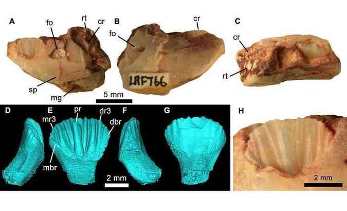 Fragmentos do fssil do dinossauro Weewarrasaurus pobeni foram descobertos numa mina de opala na Austrlia(foto: Peerj.com/Reproduo)