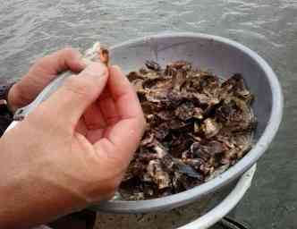 Aps algumas semanas na fazenda, em alto mar, as ostras, que chegaram com apenas 1,5 mm, j chegam a 2 cm de tamanho(foto: Aline Gonalves/Encontro)