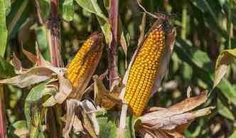 A safra 2016/2017 de milho deve chegar a 93,8 milhes de toneladas, numa rea total de cerca de 17,3 milhes de hectares(foto: Pixabay)